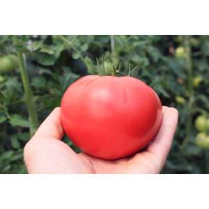 ТЕХ 2720 F1 - томат индетерминантный, Takii Seed Япония фото, цена